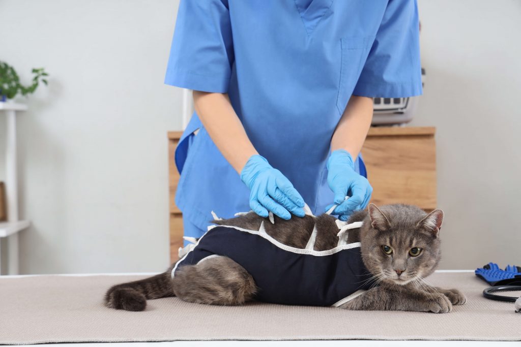 Katze im Katzenbody wird von einer Person angepasst