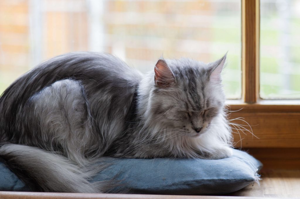 : Ältere Katze liegt am Fenster und ruht bei beginnenden Gelenkproblemen