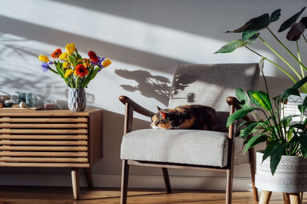 Katze liegt auf einem gepolsterten Stuhl in einem hellen Wohnraum.