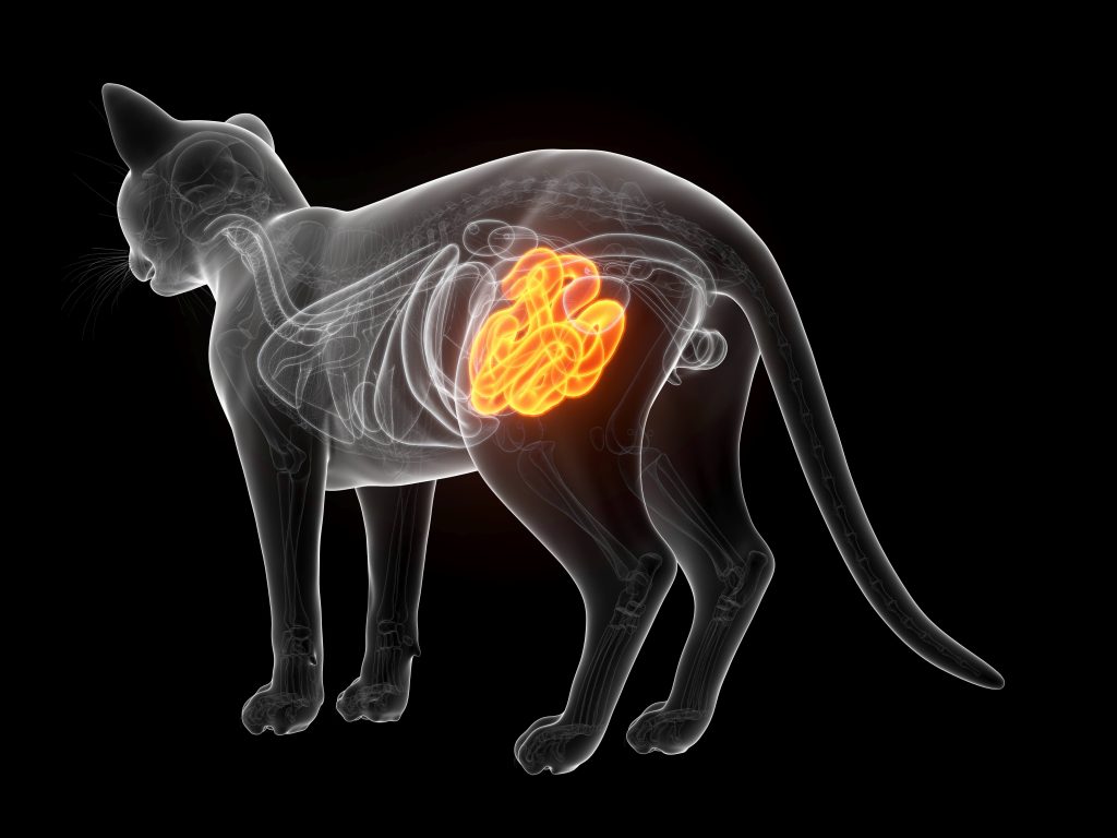 Grafische Darstellung einer Katze mit markiertem Darmbereich bei Verdacht auf Fremdkörper