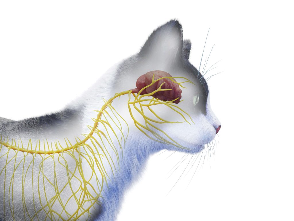Schematische Darstellung eines Katzenkopfs mit Gehirn und Nervenbahnen.
