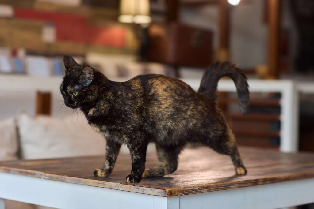 Katze steht breitbeinig und wirkt beim Laufen unsicher