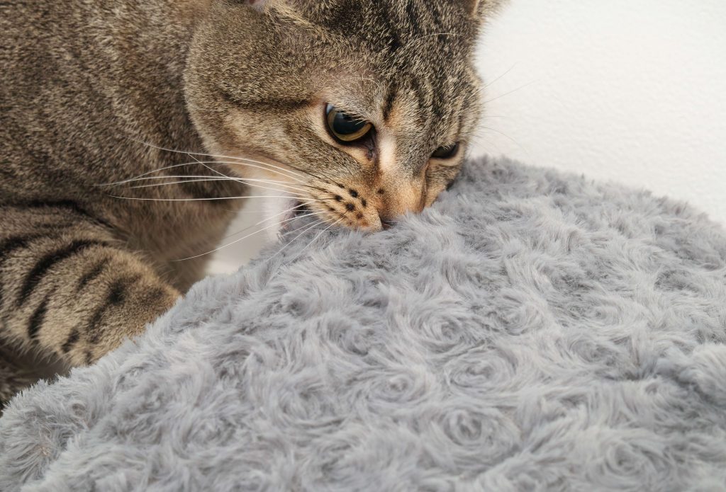 Katze leckt an weicher Decke als Beispiel für Wollsaugen und stoffbezogenes Kauverhalten