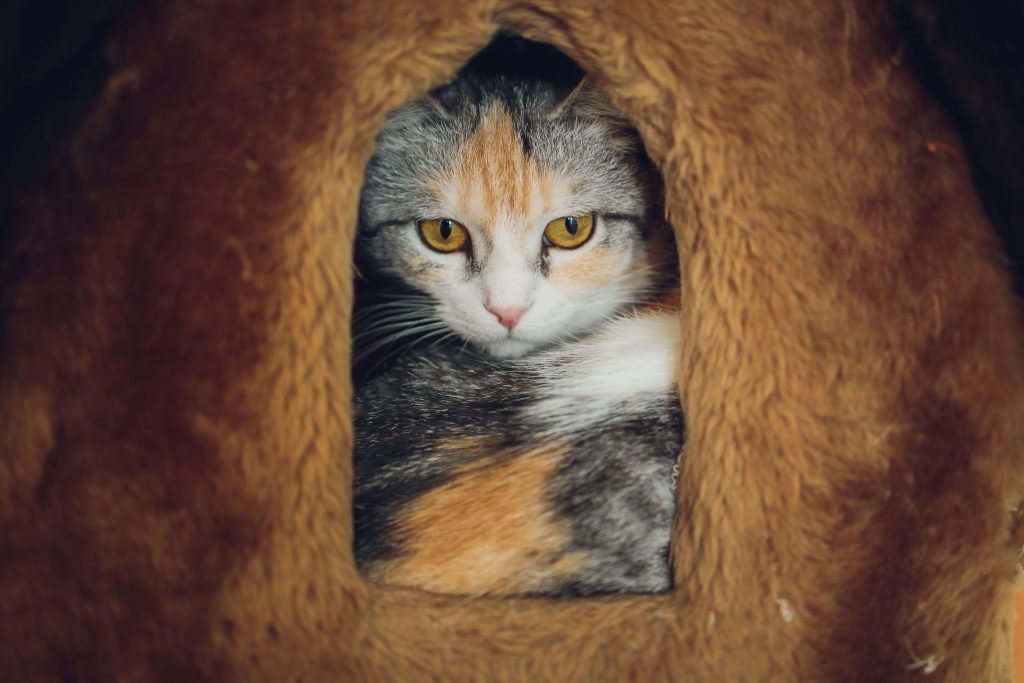 Weiße Katze mit gelbgrünen Augen vor türkisfarbenem Hintergrund.
