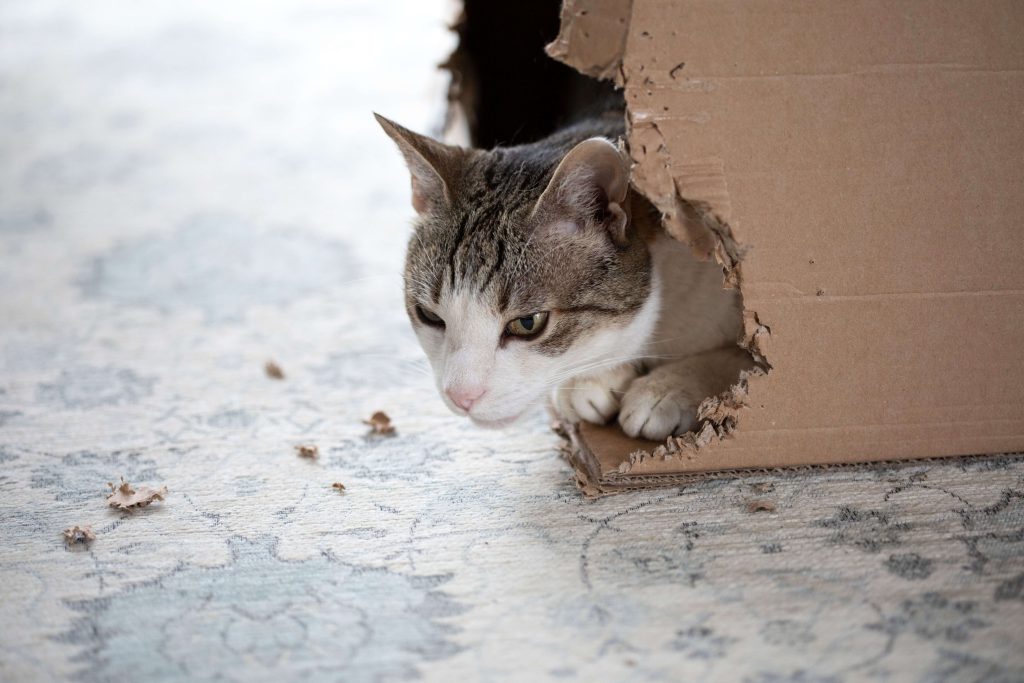 Katze neben angeknabbertem Karton als mögliches Anzeichen für Pica-Syndrom Symptome