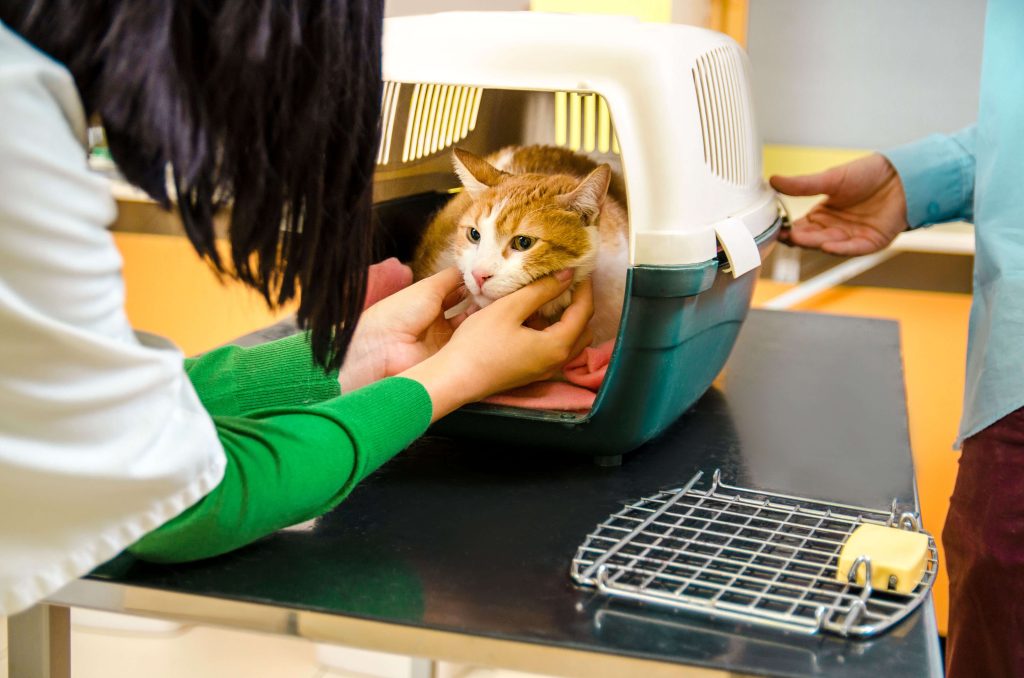 Katze in Transportbox wird in Tierarztpraxis untersucht bei Verdacht auf verschluckten Fremdkörper