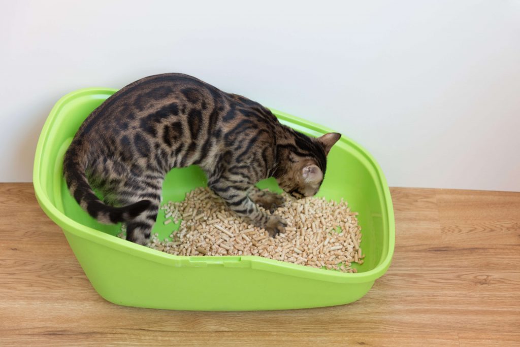 Katze sitzt in einer offenen Katzentoilette mit Holzstreu