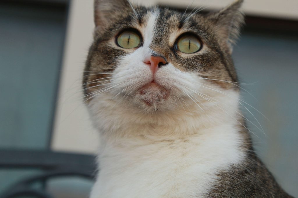 Nahaufnahme eines Katzenkinns mit dunklen Punkten zwischen den Haaren.