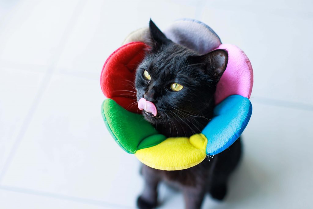 Schwarze Katze mit weicher Halskrause in Donut-Form