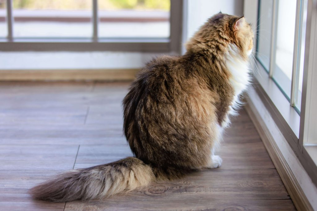 Wohnungskatze sitzt am Fenster als ruhiges Motiv für Langeweile, Stress und Pica-Syndrom