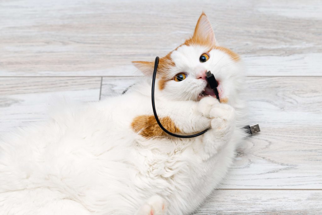 Katze neben schwarzem Ladekabel als Beispiel für riskante Gegenstände im Haushalt