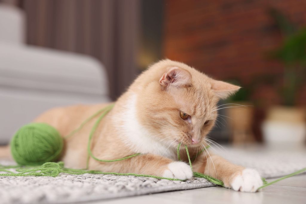 Junge Katze spielt mit Wollknäuel als Beispiel für Kauen an ungeeigneten Materialien