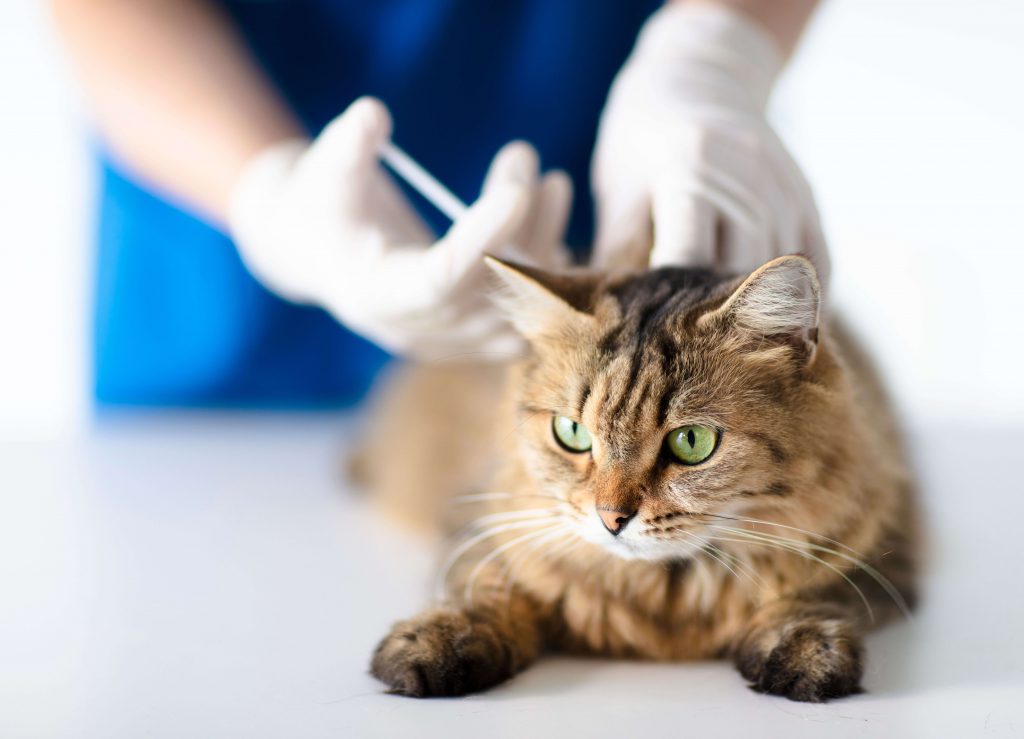 Tierärztin in blauer Kleidung und Handschuhen verabreicht einer getigerten Katze eine Impfspritze am Nacken