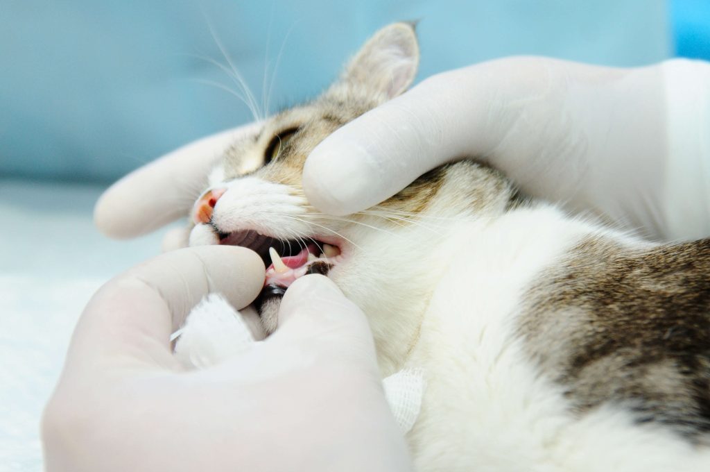 Tierärztliche Untersuchung von Maul und Kinn einer Katze in der Praxis