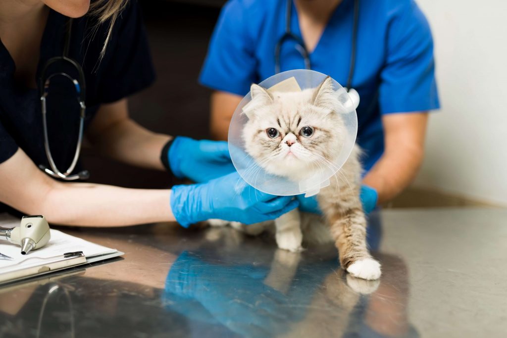 Katze mit Halskrause auf einem Behandlungstisch in der Tierarztpraxis