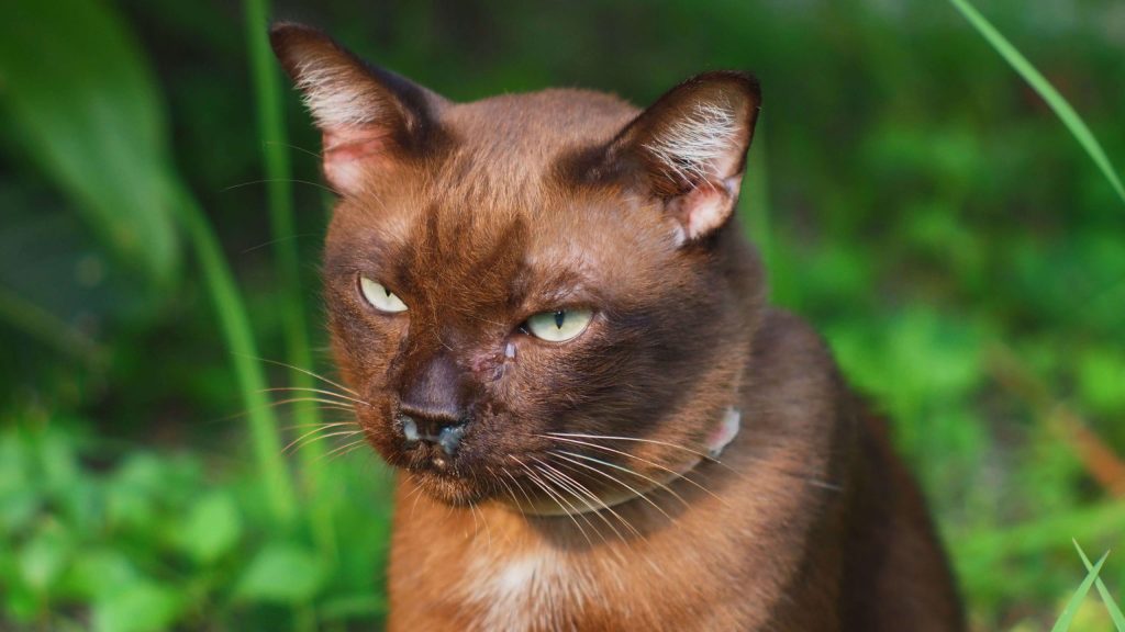 Braune Katze mit geschwollenen Augen und verkrusteter Nase sitzt im Freien – typische Symptome von Katzenschnupfen