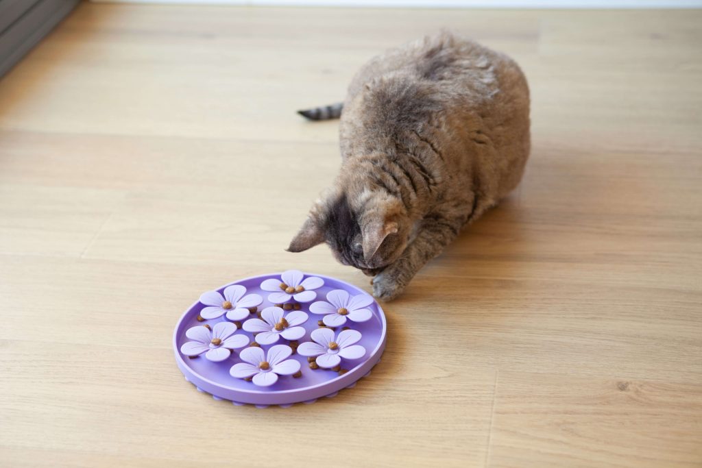 Ältere Katze beschäftigt sich mit einem einfachen Futterspiel.