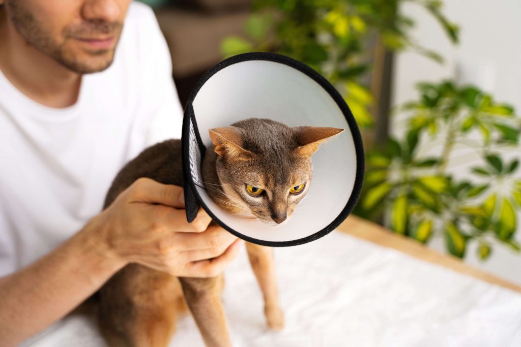 Katze mit Schutzkragen wird in ruhiger Umgebung gehalten