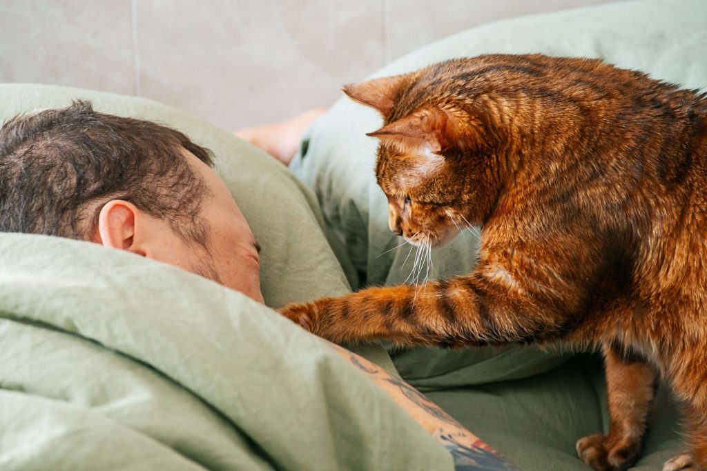 Orange getigerte Katze steht neben einem schlafenden Mann im Bett.