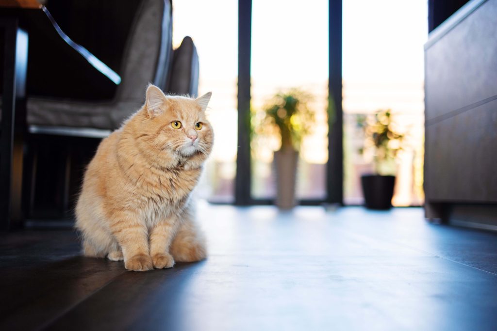 Orangefarbene ältere Katze sitzt in einem hellen Wohnraum.