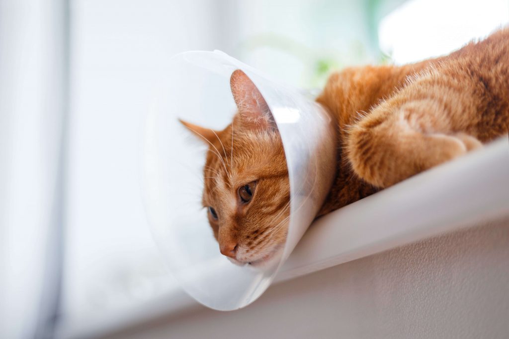 Katze mit klassischem transparentem Trichter ruht am Fenster