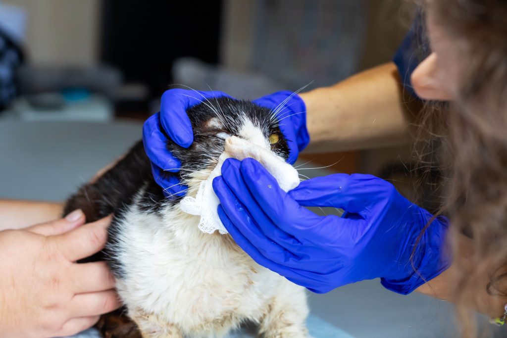 Tierärztin reinigt vorsichtig das Gesicht einer Katze in der Praxis.