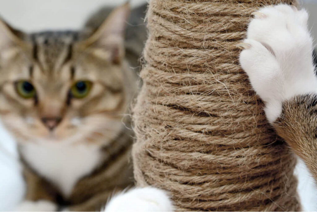 Katze in einer katzengerecht gestalteten Wohnung